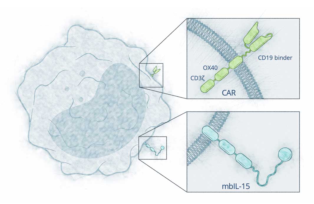NKX019 cell with highlights of the CAR and mbIL-15 receptors